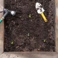 Soil Health and Organic Amendments: Building Fertility in Your UK Allotment
