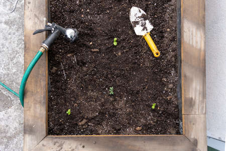 Soil Health and Organic Amendments: Building Fertility in Your UK Allotment