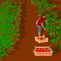 Sowing Methods and Techniques for Successful Germination in Greenhouse and Polytunnel Settings