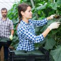 The History and Cultural Importance of Allotments and Organic Growing in Britain