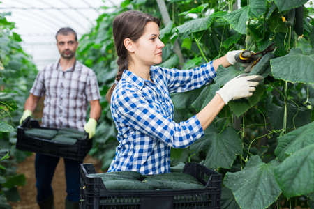 The History and Cultural Importance of Allotments and Organic Growing in Britain