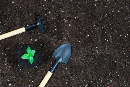 Seasonal Timing: When to Start Seeds Indoors for Year-Round Harvests in the UK