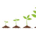 Choosing the Best Seed Starting Equipment for UK Greenhouse Gardeners