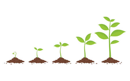 Choosing the Best Seed Starting Equipment for UK Greenhouse Gardeners