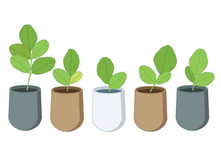 Planning Your Plot and Crop Rotations