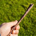 Root-knot Nematodes in British Gardens: Diagnosis, Impact, and Management Options