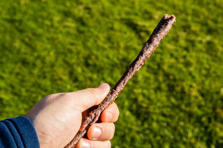 Root-knot Nematodes in British Gardens: Diagnosis, Impact, and Management Options