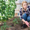 A Comprehensive Comparison of Polytunnels and Traditional Greenhouses in the UK Climate