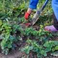 Controlling Red Lily Beetle Damage: Identification, Removal, and Prevention Tactics