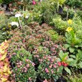 Seasonal Humidity Challenges in Polytunnels: Tackling Condensation and Mould in the British Climate
