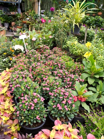 Seasonal Humidity Challenges in Polytunnels: Tackling Condensation and Mould in the British Climate