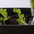 The Ultimate Month-by-Month Vegetable Planting Guide for UK Gardeners