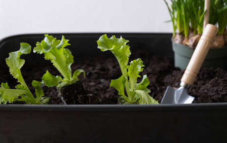 The Ultimate Month-by-Month Vegetable Planting Guide for UK Gardeners