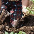Container-Friendly Veg: Top Choices for Compact British Spaces