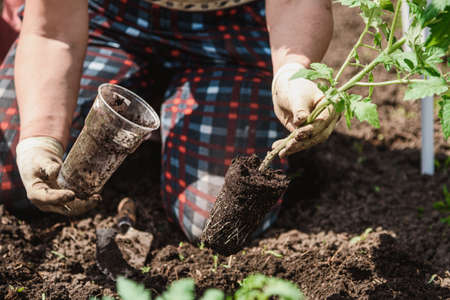 Container-Friendly Veg: Top Choices for Compact British Spaces