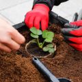 Growing from Seed: A Complete Guide for New UK Allotment Holders