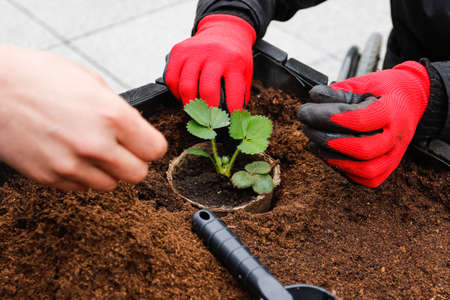 Growing from Seed: A Complete Guide for New UK Allotment Holders