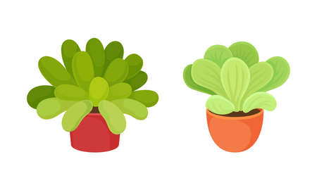 Creating a Seasonal Calendar for Continuous Colour