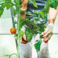 Smart Automation and Modern Technology in British Greenhouse Gardening