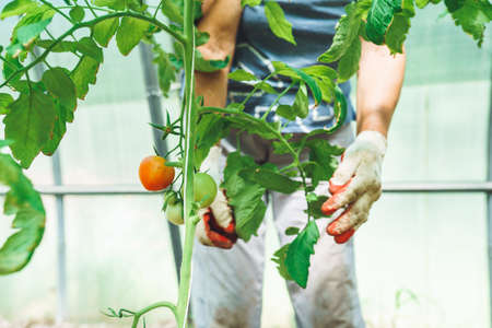 Smart Automation and Modern Technology in British Greenhouse Gardening