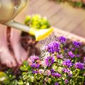 The Ultimate Guide to British Flower Gardening: A Seasonal Journey