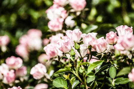 Roses in Containers: Growing Beautiful Blooms in Limited British Spaces