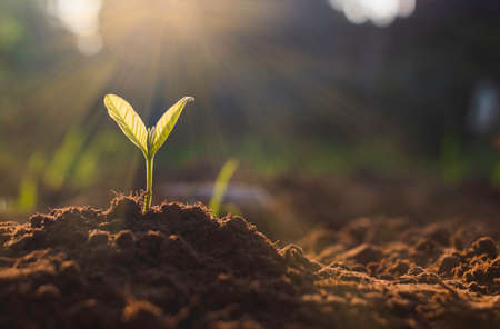 A Comprehensive Guide to Peat-Free Compost: Sustainable Alternatives for UK Gardeners