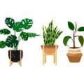 Managing Humidity: Ventilation Solutions for Year-Round Greenhouse Health in the UK