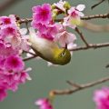 How to Choose and Install Nesting Boxes for UK Garden Birds