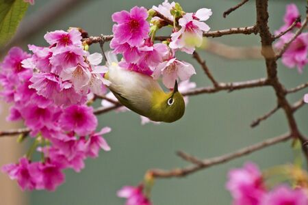 How to Choose and Install Nesting Boxes for UK Garden Birds