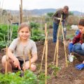 Designing a Four-Year Crop Rotation Plan: Best Practices for UK Allotments
