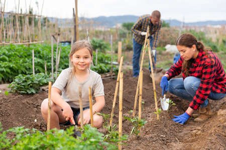 Designing a Four-Year Crop Rotation Plan: Best Practices for UK Allotments