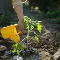 How to Design a Drought-Resilient English Garden: Sustainable Approaches for Water Scarcity