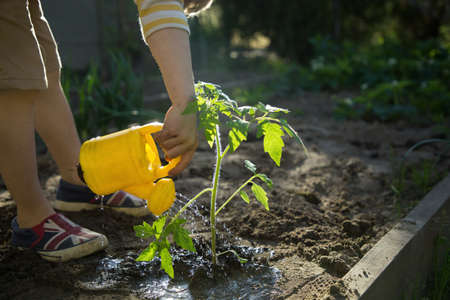 How to Design a Drought-Resilient English Garden: Sustainable Approaches for Water Scarcity