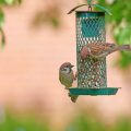 The History of Bird Watching and Feeding in British Culture