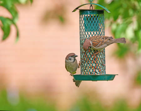 The History of Bird Watching and Feeding in British Culture