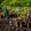 Growing Cold-Hardy Vegetables: Winter Gardening in Britain