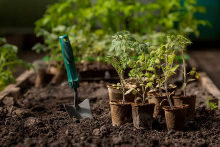 Growing Cold-Hardy Vegetables: Winter Gardening in Britain