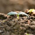 Protecting Your Plants from Vine Weevil Infestation: Comprehensive UK Gardener’s Guide
