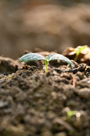 Protecting Your Plants from Vine Weevil Infestation: Comprehensive UK Gardener’s Guide