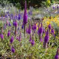 Top Plants and Shrubs to Attract Hedgehogs in UK Gardens
