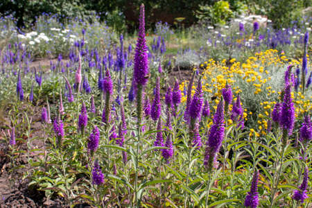 Top Plants and Shrubs to Attract Hedgehogs in UK Gardens