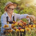 How to Maximise Summer Harvests on Your British Allotment