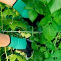 A Complete Guide to Growing Winter Vegetables in British Gardens