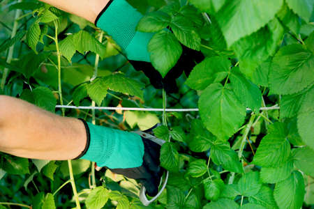 A Complete Guide to Growing Winter Vegetables in British Gardens