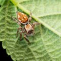 Battling Pests and Diseases: Protecting Spring Bulbs in the UK