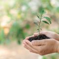 Sowing, Transplanting, and Harvesting: A Complete Annual Vegetable Calendar