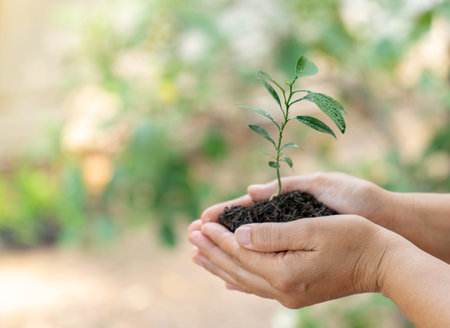 Sowing, Transplanting, and Harvesting: A Complete Annual Vegetable Calendar