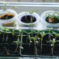 The Ultimate Guide to Setting Up a Greenhouse in the UK: Planning, Positioning, and Permits