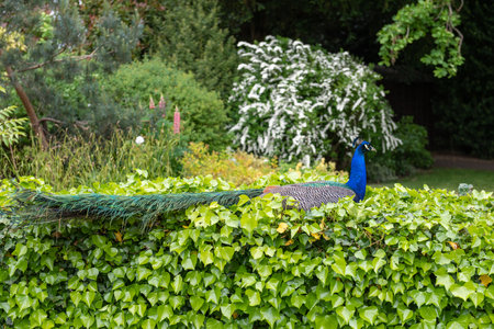 Best Practices for Protecting Winter Crops from Frost and Cold in Britain
